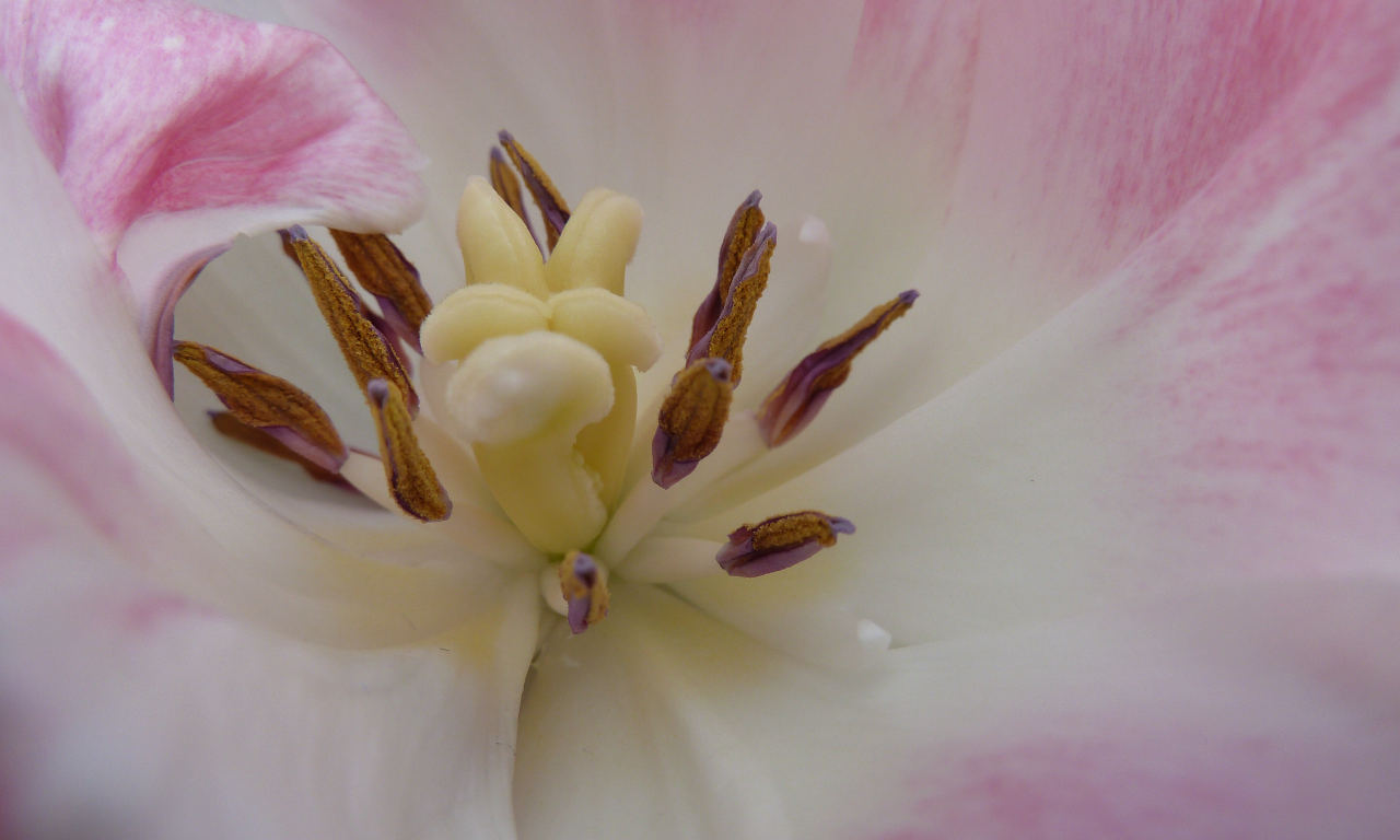 tid til at lægge tulipaner i gule og lyserøde nuancer til at støtte egenkærlighed og positivitet og energi