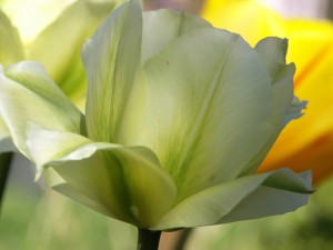 Spring green tulipan kommer år efter år