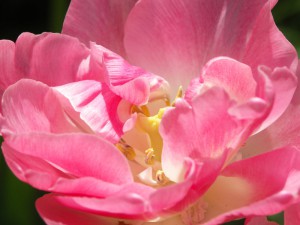 smukke tulipaner giver glæde