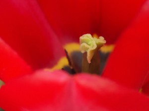 rød tulipan