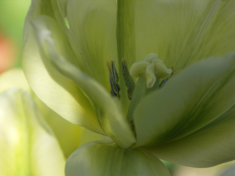 mindfulness øvelse med at observere tulipaner