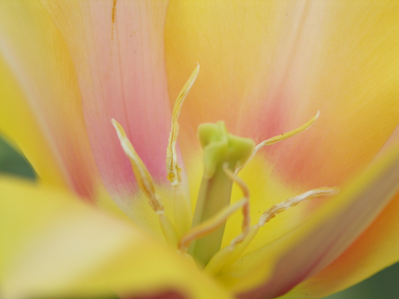 Mindfulness øvelse i haven ved at opservere tulipaner. Haveterapi mod stress