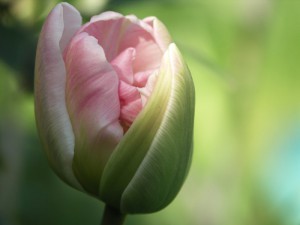 observere en tulipan folde sig ud